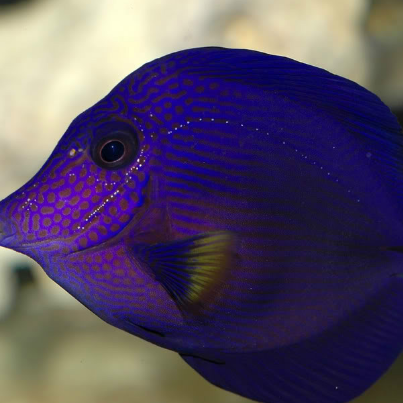 紫吊魚