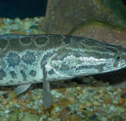 蛇頭魚