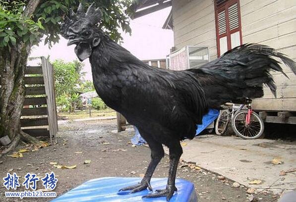 世界上最貴的寵物排名,一隻雞售價竟高達597萬