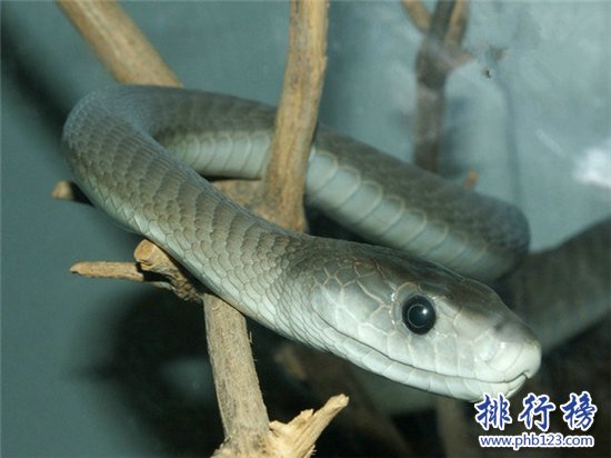 世界上最兇猛的蛇，黃金眼睛蛇(攻擊一次產生的毒液可殺死6人)