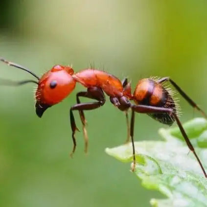 紅螞蟻