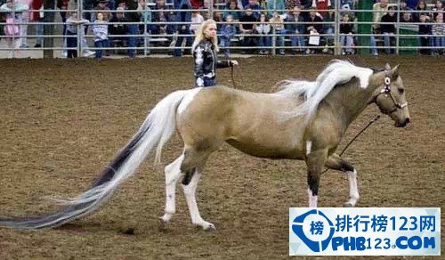 世界上尾巴最長的馬
