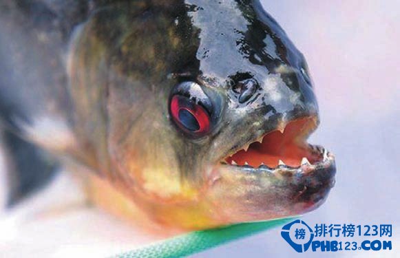 世界上最凶的魚：南美吃人魚