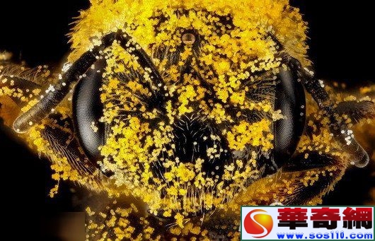 自然界十一大絕美蜜蜂：不止會采蜜