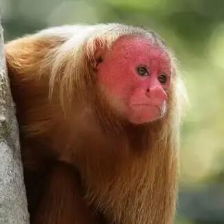 紅面猴