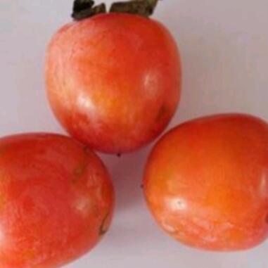 永定紅柿