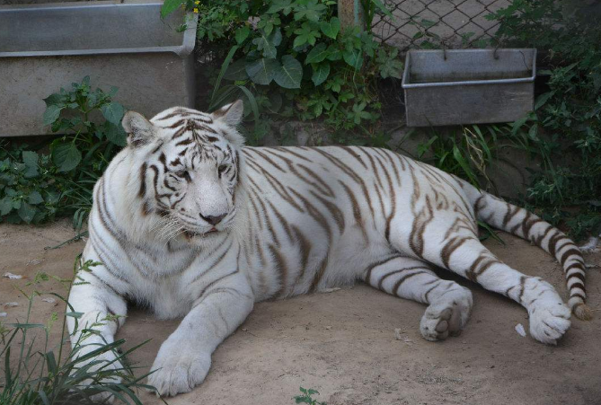 世界最漂亮的十大動物 白虎排第一，黑豹上榜