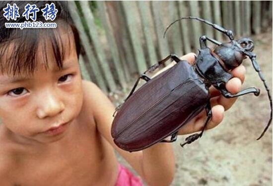 世界上最大的昆蟲，泰坦甲蟲長達21厘米
