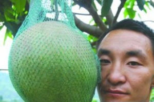 世界上最大的芒果 重達8斤