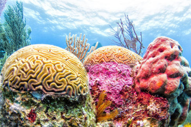 世界十大珊瑚礁 帶你領略不一樣的海底世界