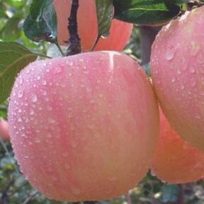 深州紅富士蘋果