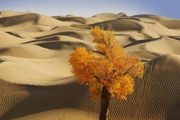 世界十大沙漠面積 戈壁沙漠排名第5，面積最大的竟然是他