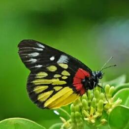 金斑喙鳳蝶