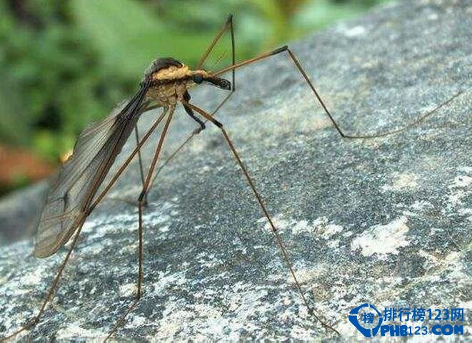 世界上最大的蚊子 比一般的蚊子大10倍
