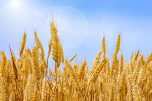 中國十大小麥產量大省排名：河南第一(產量遠超3000萬噸)