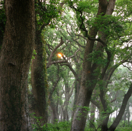 樂安古樟樹林