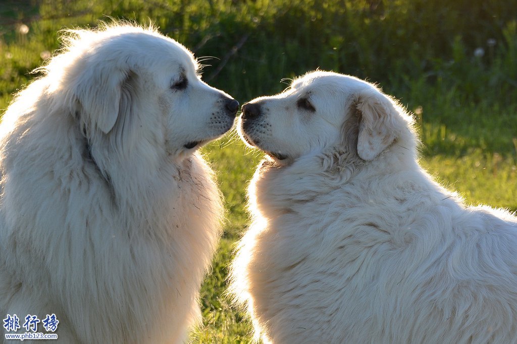 十大忠誠的狗排名:保護主人意識最強,養它們沒錯!