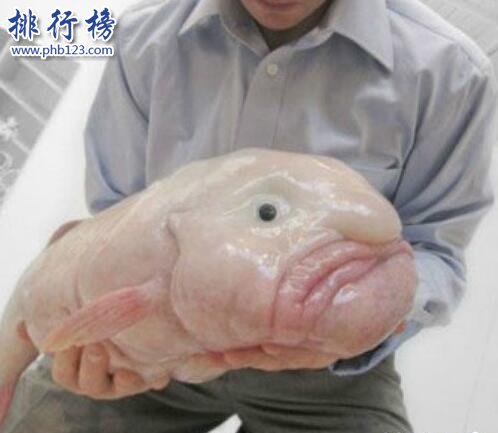 世界上最醜的魚，水滴魚
