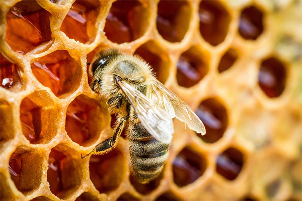 蜂膠適合長期吃嗎