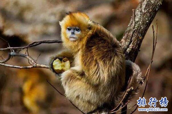 中國十大瀕危動物排行榜 中國即將滅絕的動物