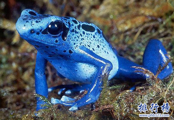 世界上毒性最強的青蛙,鈷藍箭毒蛙與黃金箭毒蛙不分伯仲