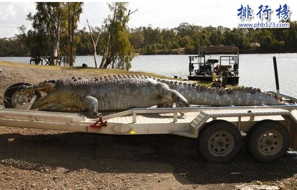 世界上最大的鱷魚Cassius