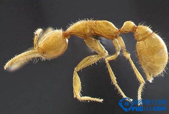 世界上最古老的動物之火星螞蟻。