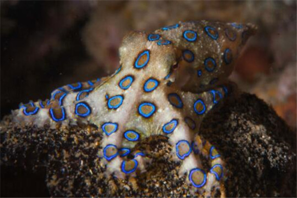 世界十大毒物 澳洲方水母遇見則躲,眼鏡王蛇攻擊起來毫不留情