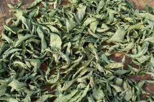 廣西十大名茶排行榜：六堡茶上榜，第一是國家一級保護植物