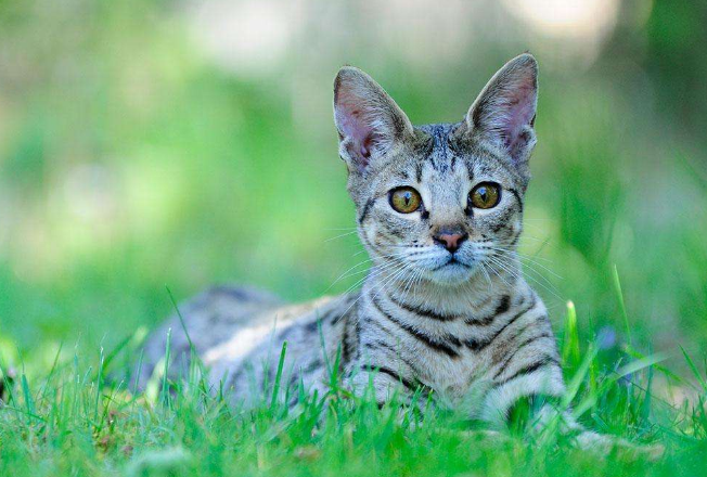 世界上十大最貴的貓 第一價格高達61萬人民幣