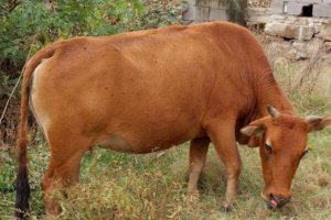 中國十大優良牛品種，延邊牛上榜，第五毛色較為少見