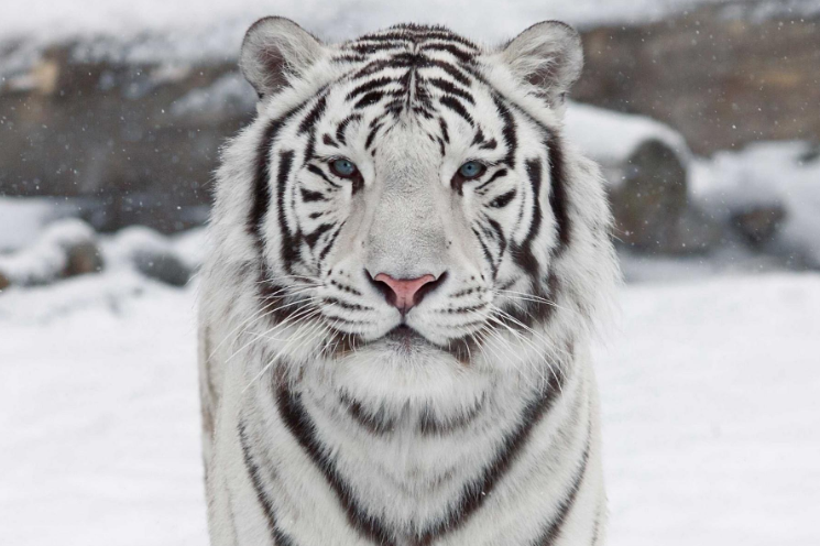 全球最美動物排行榜 白虎黑豹上榜，紅狐狸又魅又美