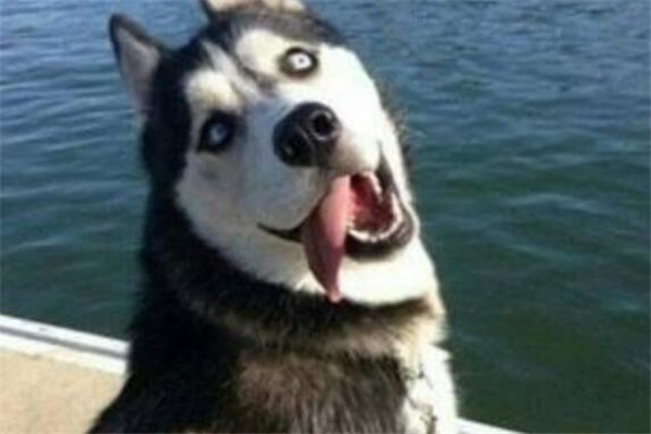 世界十大名犬 秋田犬感動了全世界，貴賓犬氣質很高貴