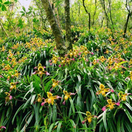 雅長蘭科植物植物自然保護區