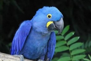 全球十大藍色的鳥 黑枕王鶲上榜,小仙鶲第六