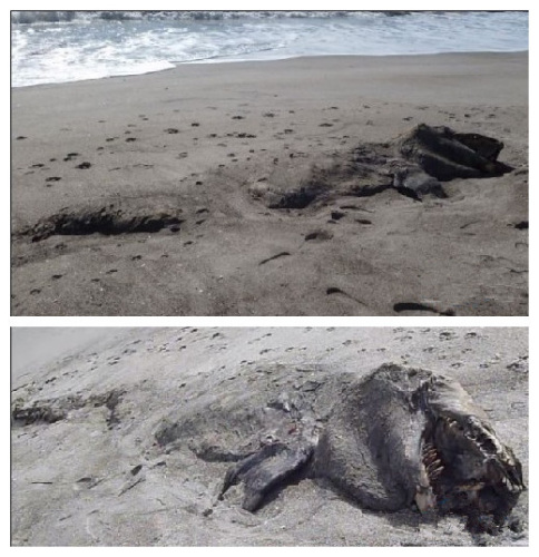 2013年，一具30英尺(約9米)長的“海怪”屍體被暴風雨衝到紐西蘭普蘭迪海灣的一處海灘上。