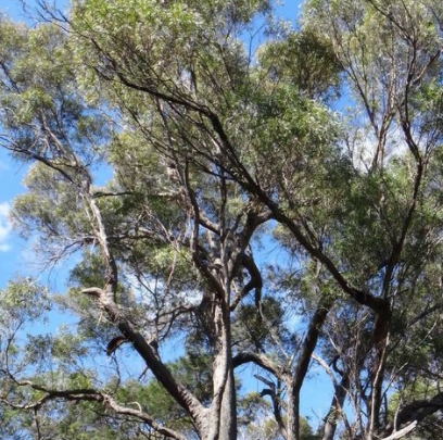 澳洲杏仁桉樹