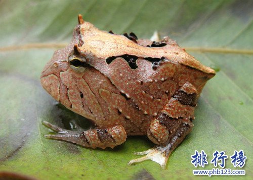 世界上最猛的青蛙,蘇利南角蛙（外形很萌實際很很猛）