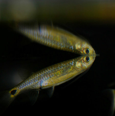 龍鬚燈魚