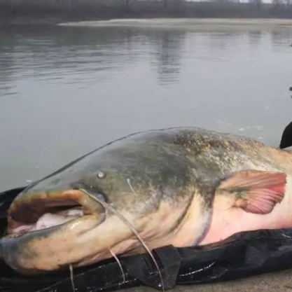 巨型鯰魚