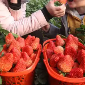 美林間草莓基地