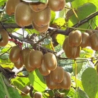 金寨獼猴桃