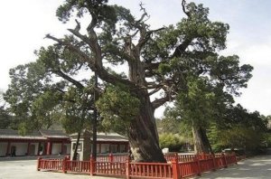 中國十大名樹排行榜 迎客松上榜，第一有5000年歷史了