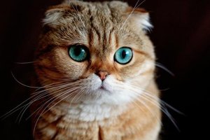 最適合家養的貓top10 中華田園貓最常見布偶貓高貴
