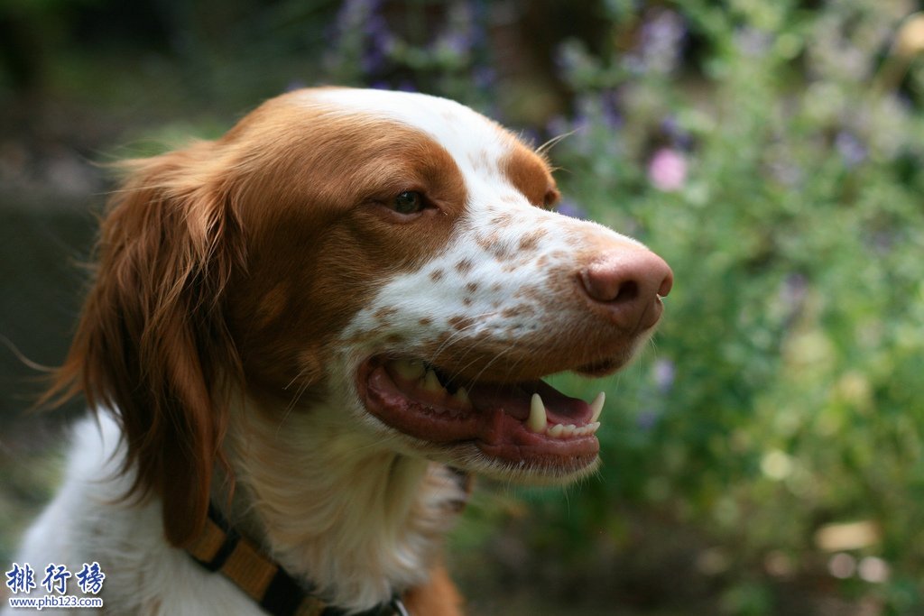 十大忠誠的狗排名:保護主人意識最強,養它們沒錯!