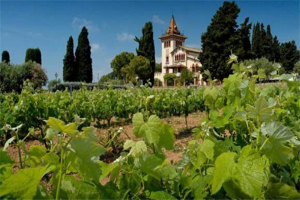 世界葡萄酒十大產區，尼亞瓜上榜，開普規模屬南半球最大