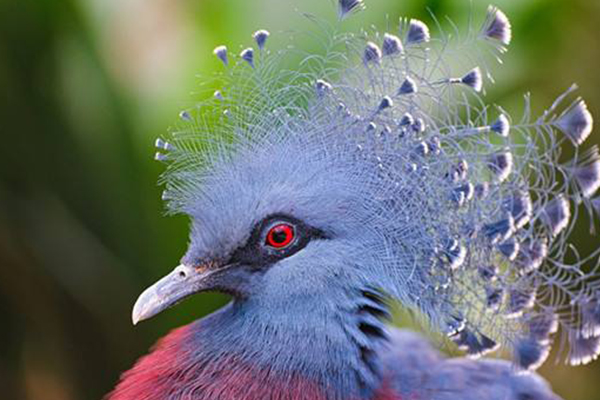 世界十大最美鳥類
