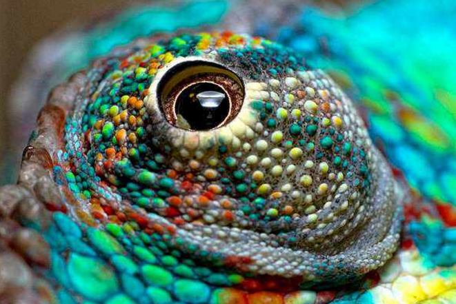 世界最奇特的十大動物的眼睛 感受不一樣的視覺世界