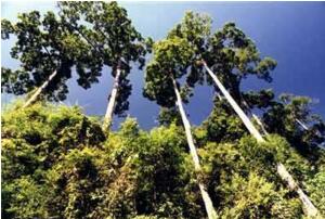 地球上最高的樹：澳洲杏仁香桉樹高156米(相當於52層樓)