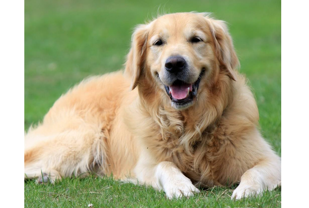 世界十大最漂亮的狗排名榜 微笑天使薩摩耶位列第一